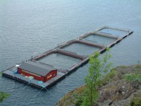 Fizyczna praca w Norwegii bez znajomości języka na farmie rybnej od 03.2016