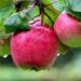 zbiory jabłek Niemcy praca sezonowa 2020