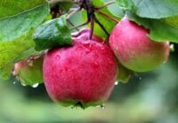 Zbiory jabłek sezonowa praca Norwegia od zaraz bez języka w sadzie z Holum 2021