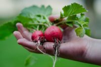 Od zaraz sezonowa praca w Norwegii bez języka zbiory warzyw 2022 w Hoppestad