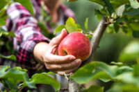 Od zaraz sezonowa praca w Norwegii bez języka przy zbiorach jabłek w Hamar 2023