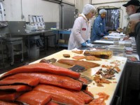 Praca w przetwórni rybnej w Norwegii przy filetowaniu