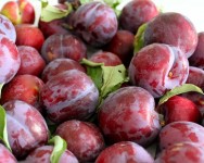 Sezonowa praca w Norwegii przy zbiorach owoców Sezonowa praca w Norwegii przy zbiorach owoców