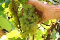 Oferty pracy w Norwegii przy zbiorach winogron – winobranie