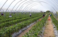 Sezonowa oferta pracy w Norwegii przy zbiorach truskawek 2013