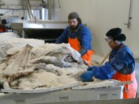 Praca w Norwegii na produkcji bez znajomości języka norweskiego (przetwórnia rybna) Praca w Norwegii na produkcji bez znajomości języka norweskiego (przetwórnia rybna)