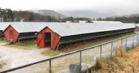 Rolnictwo – fizyczna praca w Norwegii na fermie norek od lutego 2013