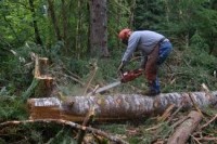 Sezonowa praca Norwegia w lesie przy wycince od maja 2014 Oslo i okolice