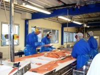 Produkcja praca w Norwegii w przetwórni rybnej przy filetowaniu bez języka