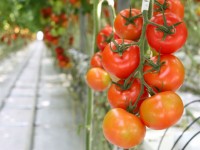 Sezonowa praca Norwegia zbiory papryki, pomidorów bez języka w Hamar od czerwca 2014