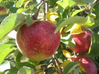 Sezonowa oferta pracy w Norwegii zbiory owoców jabłek, gruszek od sierpnia 2014