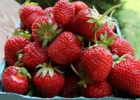 Norwegia oferty pracy przy zbiorach owoców od zaraz bez języka Elverum