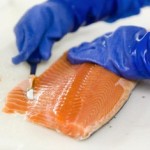 Norwegia praca na produkcji rybnej od zaraz filetowanie-pakowanie łososia Fosnavåg