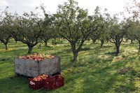 Oferta sezonowej pracy w Norwegii zbiory jabłek i gruszek od zaraz Magnor 2015