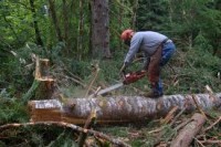 Pilarz oferta sezonowej pracy w Norwegii przy wycinkach w leśnictwie od zaraz