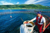 Fizyczna praca w Norwegii od zaraz na farmie rybnej bez znajomości języka Horten