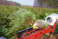 Sezonowa praca Norwegia w leśnictwie przy choinkach od zaraz Trondheim 2017