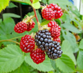 Dam sezonową pracę w Norwegii zbiory owoców na wakacje 2020 bez języka w Lillehammer Dam sezonową pracę w Norwegii zbiory owoców na wakacje 2020 bez języka w Lillehammer