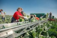 Od zaraz bez języka sezonowa praca w Norwegii zbiory warzyw 2020 w Hoppestad