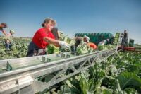 Sezonowa praca w Norwegii przy zbiorach warzyw od zaraz bez języka w Hoppestad 2020
