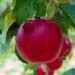 zbiory jablek w sadzie praca sezonowa 2020