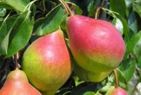 Od zaraz sezonowa praca Norwegia przy zbiorach owoców jabłek i gruszek w Lillehammer