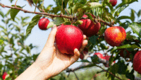 Sezonowa praca w Norwegii zbiory jabłek od zaraz bez języka w sadzie z Hamar 2021