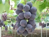 Zbiory winogron praca w Norwegii od zaraz bez języka Lillehammer 2021