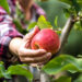 zbiory jablek praca sezonowa w sadzie 2023