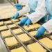 pakowanie sera praca zagranica 2024 pakowacze