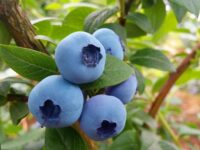 Norwegia praca sezonowa 2024 bez znajomości języka zbiory truskawek, malin, borówek w Lillehammer