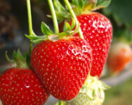 Bez języka dam sezonową pracę w Norwegii zbiory owoców miękkich Magnor 2024