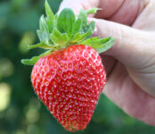 Oferta sezonowej pracy w Norwegii bez języka przy zbiorach truskawek w Kongsvinger 2024 Oferta sezonowej pracy w Norwegii bez języka przy zbiorach truskawek w Kongsvinger 2024