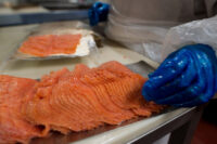 Bez języka dam pracę w Norwegii produkcja rybna od zaraz przy łososiu, Stavanger Bez języka dam pracę w Norwegii produkcja rybna od zaraz przy łososiu, Stavanger