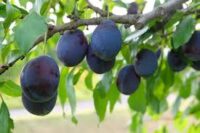 Od zaraz dam sezonową pracę w Norwegii bez języka zbiory śliwek Ulvik 2024 Od zaraz dam sezonową pracę w Norwegii bez języka zbiory śliwek Ulvik 2024