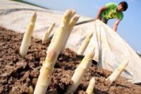 Zbiory szparagów 2025 dam sezonową pracę w Norwegii bez języka od maja w Hoppestad