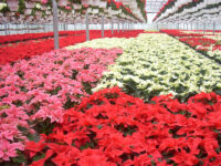 Ogrodnictwo oferta sezonowej pracy w Norwegii bez języka od zaraz przy kwiatach, Bergen 2025 Ogrodnictwo oferta sezonowej pracy w Norwegii bez języka od zaraz przy kwiatach, Bergen 2025