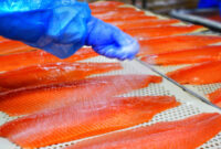 Oferta pracy w Norwegii od zaraz na produkcji rybnej łososia z językiem angielskim, Froya Oferta pracy w Norwegii od zaraz na produkcji rybnej łososia z językiem angielskim, Froya