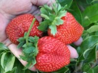 Bez języka oferta sezonowej pracy w Norwegii zbiory truskawek 2025 w Kongsvinger na wakacje