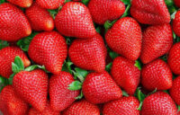 Bez języka dam sezonową pracę w Norwegii od zaraz zbiory truskawek w gospodarstwie ze Skien