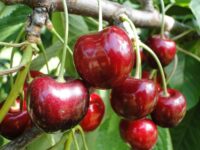 Zbiory czereśni i śliwek Norwegia praca sezonowa od zaraz bez języka k. Odda Zbiory czereśni i śliwek Norwegia praca sezonowa od zaraz bez języka k. Odda