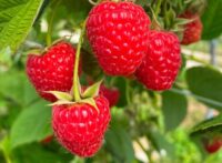 Od zaraz bez języka Norwegia praca sezonowa przy zbiorach malin w Lena 2025