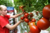 Bez języka Norwegia praca sezonowa od zaraz zbiory warzyw szklarniowych, Skoppum