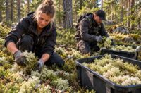 Od zaraz dam sezonową pracę w Norwegii zbiory mchu bez języka, Bergen